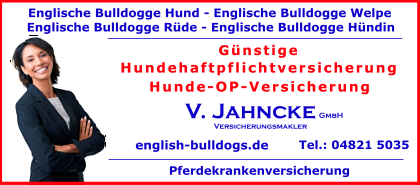 Englische-Bulldogge-Welpe