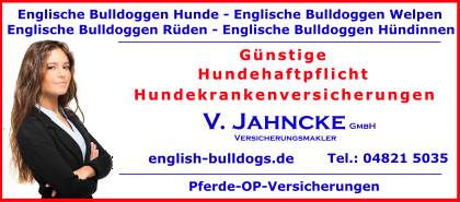Englische-Bulldoggen-Welpen