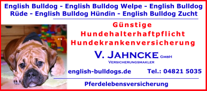 English-Bulldog-Welpe