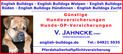 English-Bulldogs-Welpen
